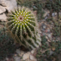 Single barrel cactus, top view. Botanic garden.