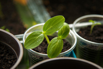 Urban Gardening, Growing Vegetables at Home, Cucumber Baby Plants
