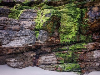 Landscape of rocks and algae at low tide. San Cobrian, Lugo, Spain