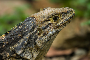Lizard Face