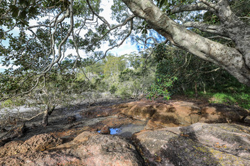 Obraz premium Rocky and tree covered coastline at low tide