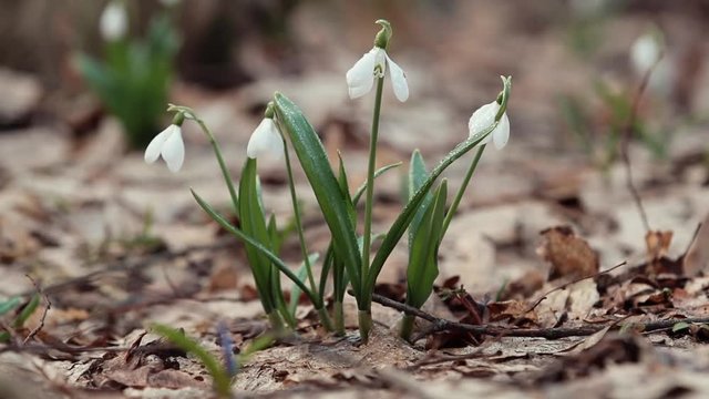 White blooming snowdrop folded or Galanthus plicatus with water drops in the forest background. Wind, light breeze, sunny spring day, dolly shot, close up, shallow depts of the field, 59,94 fps