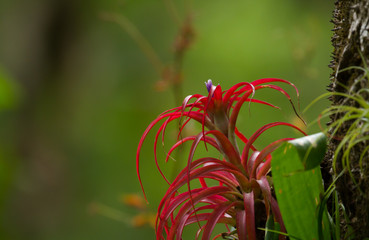 Costa Rican Tropical Plant © jeremy