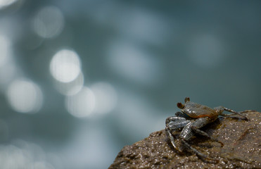 Crab looking into distance