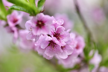 Pink peach flowers on a tree branch in the garden in spring.