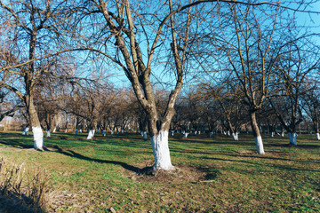spring apple garden without flowers and leaves