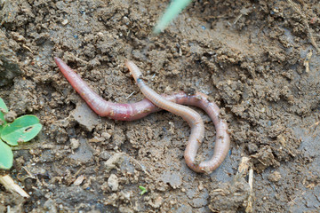 Long earthworm crawling slowly on the wet earth. Earthworm, animal, ringworm. Damp earth after rain. Around the grasses and leaves. Good bait for fishing.