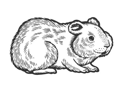 Hamster Illustration