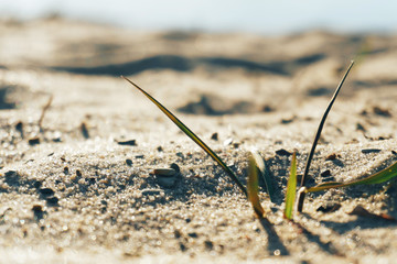 Abstract background of a sandy beach close-up in defocus