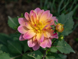 Fototapeta premium Close up photo of Dahlia (dahlia pinnata) in garden