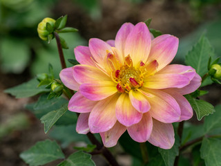Obraz premium Close up photo of Dahlia (dahlia pinnata) in garden
