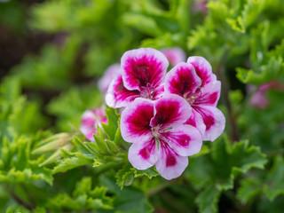 Close up of Scarlet Geranium flower.Macro photo