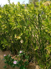 beautiful green plant