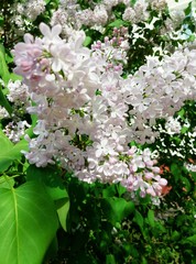 white lilac on the street