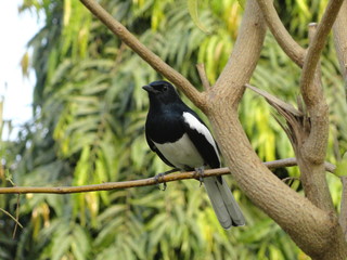 bird on a branch