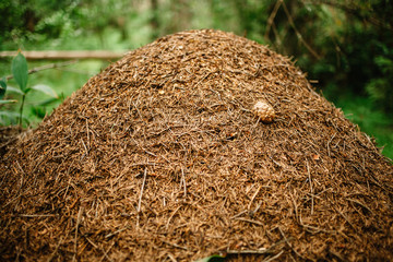 A giant anthill built by a forest ant. Murovenik in the forest