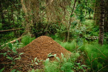 A giant anthill built by a forest ant. Murovenik in the forest