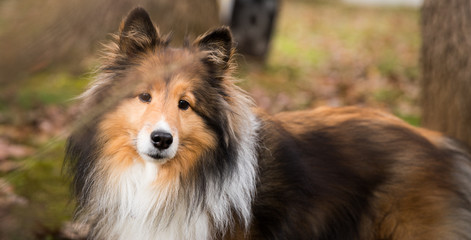 Shetland Sheepdog (Sheltie)