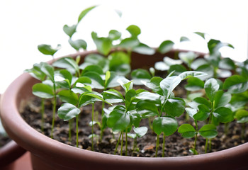 green leaves of citrus trees