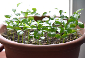 Green leaves of citrus trees in the pot