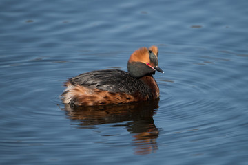 Horned grebe in a pond looking for mating in breeding plumage