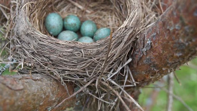 Nest of a thrush with six blue eggs on the pine tree in springtime. Slow motion