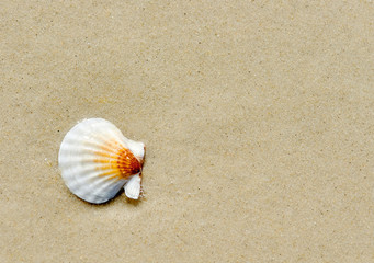 Naklejka na ściany i meble Seashell of pecten ponticus on sand in sunny day.