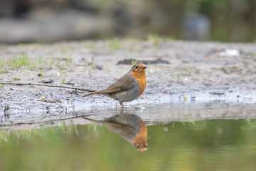 Rotkehlchen am Wasser