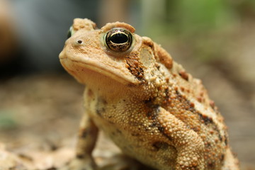 Toad closeup