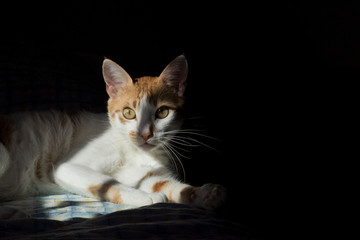 Fototapeta na wymiar Cat in shadows II