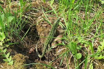 Green european lizard near the hole in the garden, closeup
