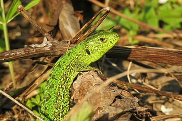 Green european lizard in the garden, closeup