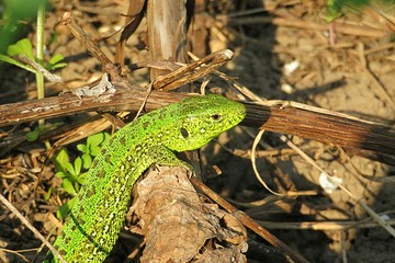 Naklejka na ściany i meble European green lizard in the garden, closeup