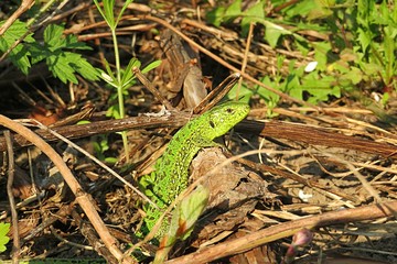 Naklejka na ściany i meble Green european lizard in the garden, closeup 