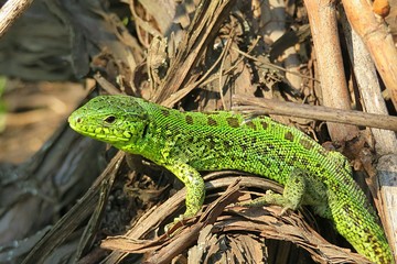 Green european lizard in the garden, closeup