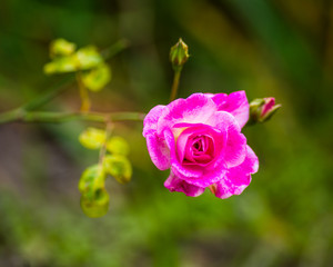 Spring Flowers in Lahore, Pakistan 
