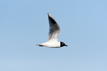 ズグロカモメ成鳥夏羽の飛翔