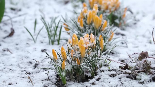 Snow is going over first spring flowers. Yellow crocuses covered with snow on spring's blizzard. Wind, light breeze, clold cloudy spring day, dolly shot, close up, shallow depts of the field