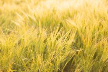 夕日に照らされる麦畑