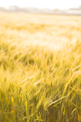 夕日に照らされる麦畑