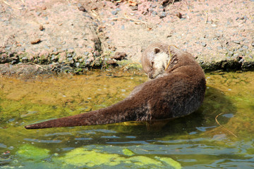 asian otter