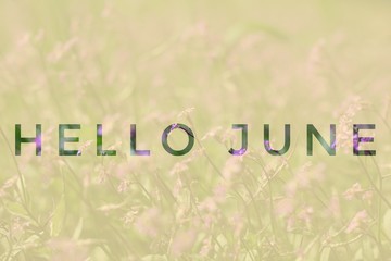 Banner hello june. Text on the photo. Text hello June. New month. New season. Summer month. Text on a photo of flowers. Flowers and plants.