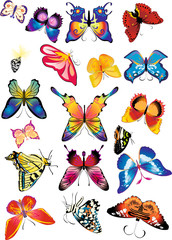 beautiful coloured butterfly pattern