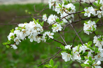 Spring background, branches with white flowers, flowering tree