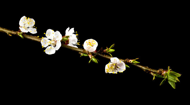 Apricot flowers isolated on black background close up.