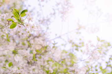 Spring flowering cherry. Background for greeting card, invitation for wedding and engagement.
