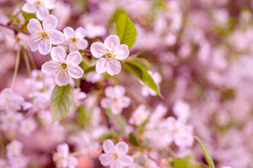 Spring flowering cherry. Background for greeting card, invitation for wedding and engagement.