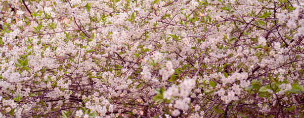 Spring flowering cherry. Background for greeting card, invitation for wedding and engagement.