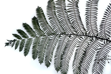 Beautiful patern of fern leaves isolated on white sky