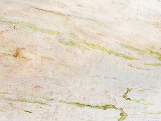 Grooved eucalyptus tree trunk